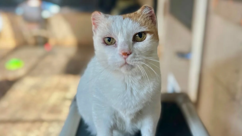 Pet of the Week: Harvey
